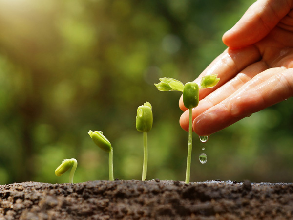 customer-experience-s3_3 A hand gently watering young green seedlings growing in soil, with sunlight shining in the background.