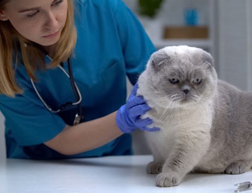 Veterinary Services for Cats