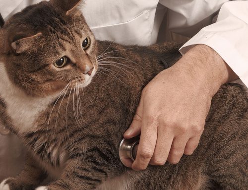 Gastrointestinal Issues in Cats