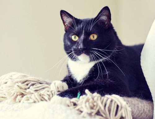Signs Your Cat Has Allergies