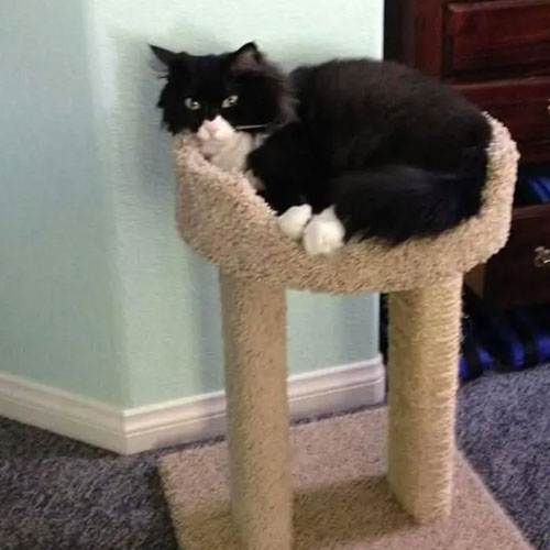 Jessica's cat 'Whiskers'