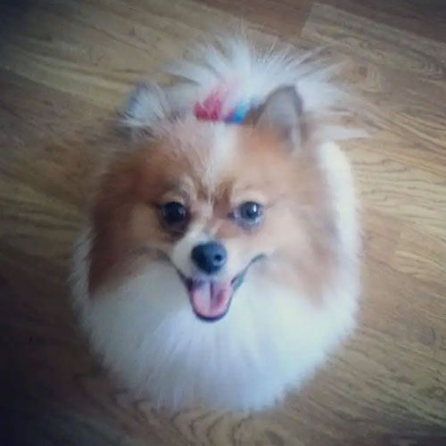 Jessica's pomeranian 'Eevee'