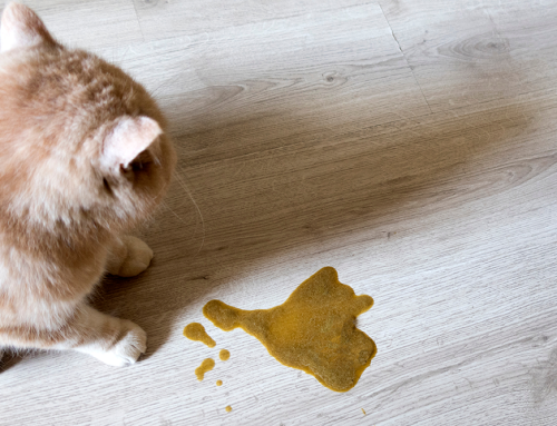 Top 3 Common Reasons For Cat Vomiting