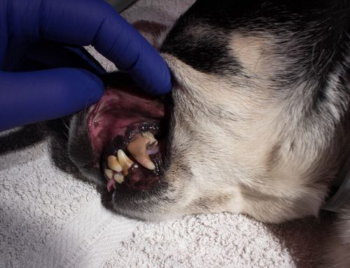Common Reasons For Bad Breath