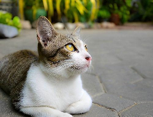 Introducing: Cat Acupuncture at All About Cats Veterinary Hospital!