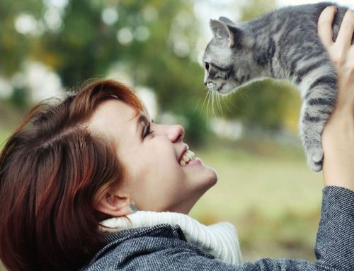 Does My Cat Have To Be Pet Under Using Anesthesia During Dental Work?