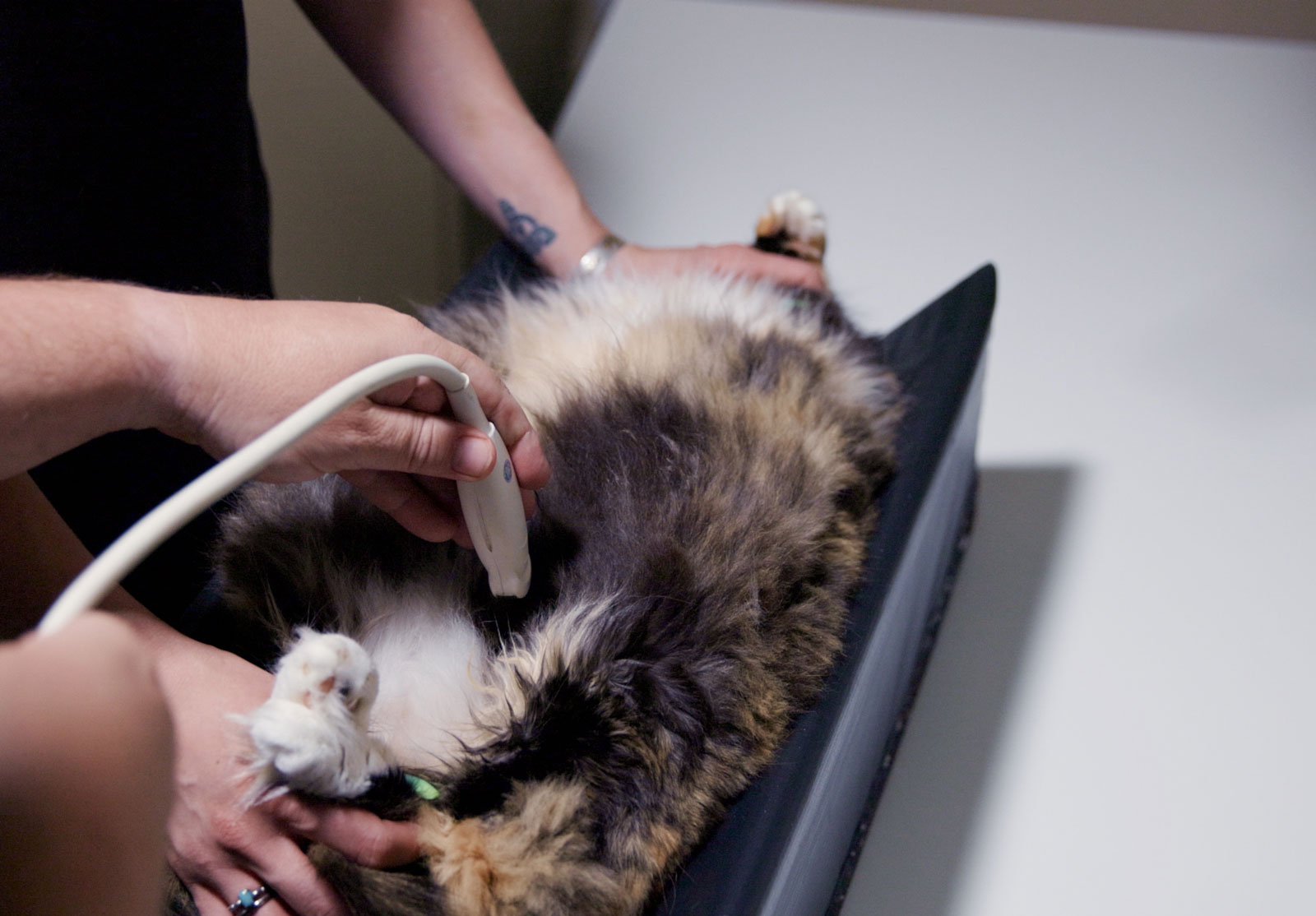 A cat is lying on its back on a table while a veterinarian and an assistant perform an ultrasound scan on its belly. One person holds the cat's front paws gently as the vet skillfully uses the ultrasound device.