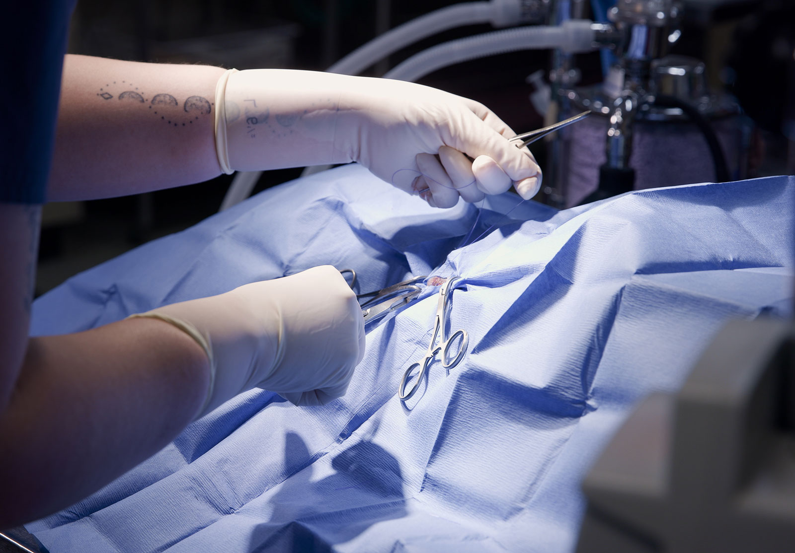 A close-up of a surgical procedure shows gloved hands, possibly those of a veterinarian, holding instruments over a patient covered in a blue sterile sheet. Medical equipment is visible in the background.