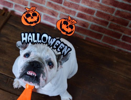 7 Halloween Safety Tips Every Pet Owner Should Know