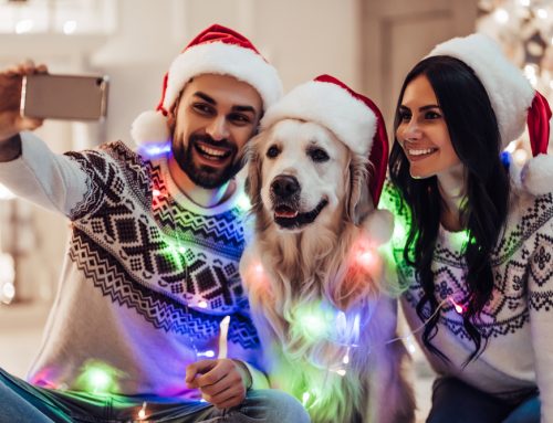 Our Answers to Your Questions About Holiday Travel With Your Pet