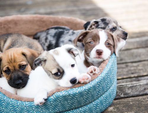 Update on Canine Reproductive Services Available at Billings Animal Family Hospital