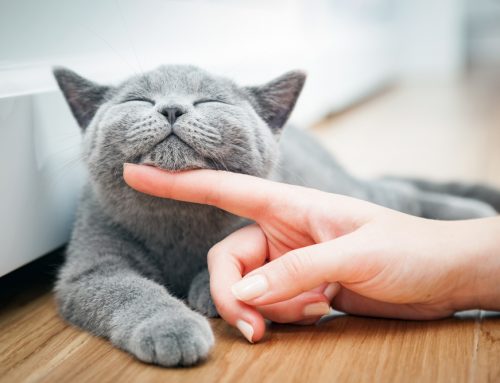 Feline Essentials: The Importance of Routine Wellness Care for Cats