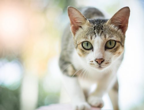 5 Ways to Have a Happy and Healthy Indoor Cat