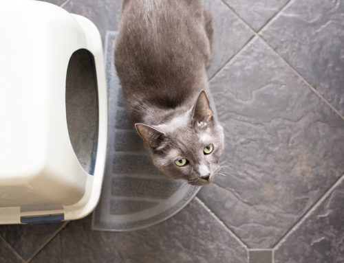 Decoding Messages—Why Your Cat is Urinating Outside the Box