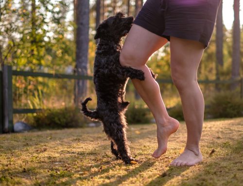 Weird, Odd, and Doggone Strange—4 Peculiar Canine Behaviors