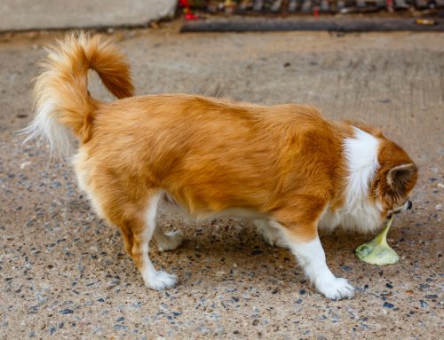 FAQs about Vomiting Dogs