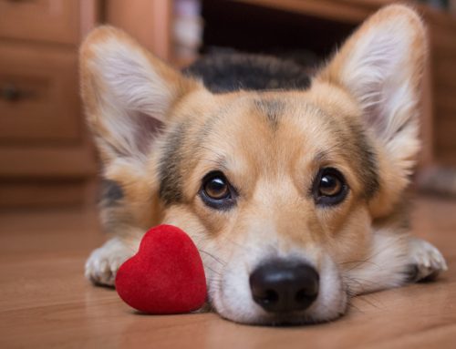 What Dog Owners Should Know About Nutritional Dilated Cardiomyopathy