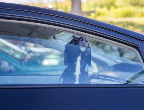 Summer Pet Heat Safety Myths