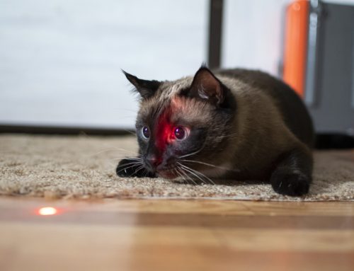 Do’s and Don’ts to Keep Your Indoor Cat Happy