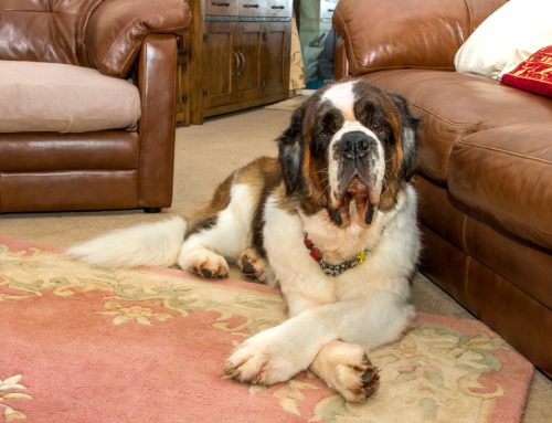 FAQs About Hip Dysplasia in Dogs