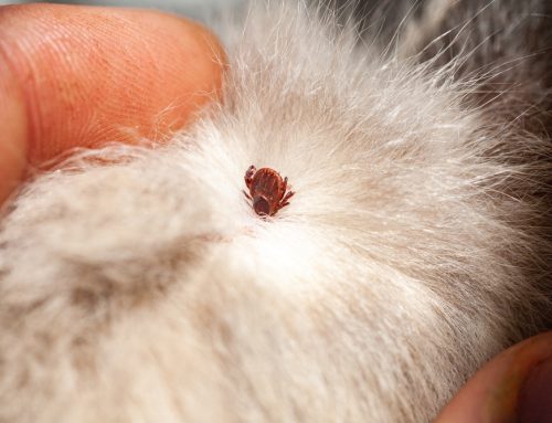 What to Do if You Find a Tick on Your Pet: 5 Steps