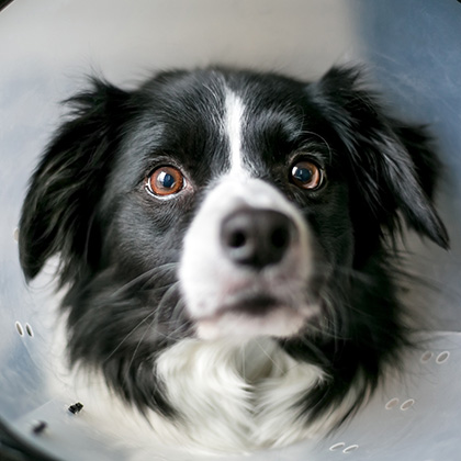 A,Border,Collie,Dog,Wearing,A,Protective,Elizabethan,Collar,After