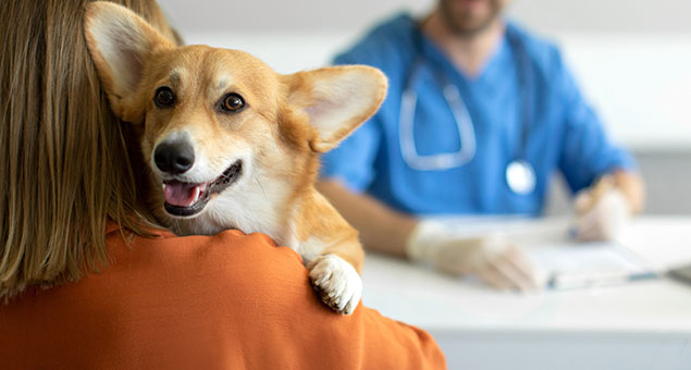 Cute,Corgi,Dog,Looking,To,The,Camera,While,Being,Held