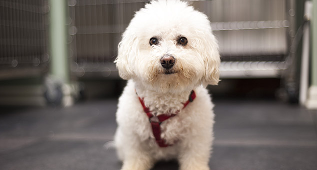 dog-wellness-2