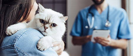 Handsome,Doctor,Veterinarian,At,Vet,Clinic,Is,Examining,Cute,Cat