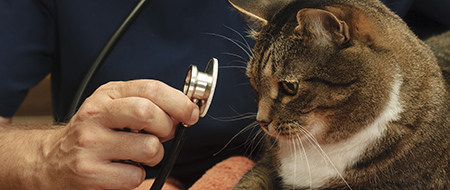 Veterinarian,Examines,A,Large,Tabby,Cat