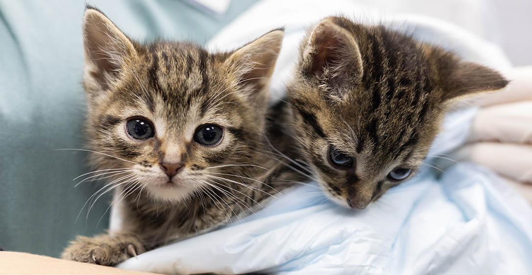 Kittens,At,The,Vet.,A,Vet,Holds,Two,Small,Tabby