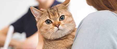 Cat,On,Womans,Hands,At,Reception,In,Vet,Clinic.,Animal