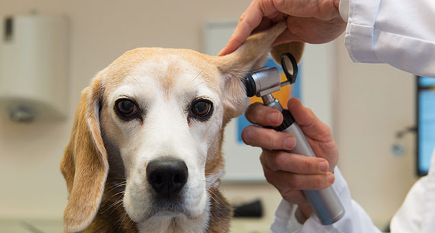 Ear,Examine,By,The,Veterinarian