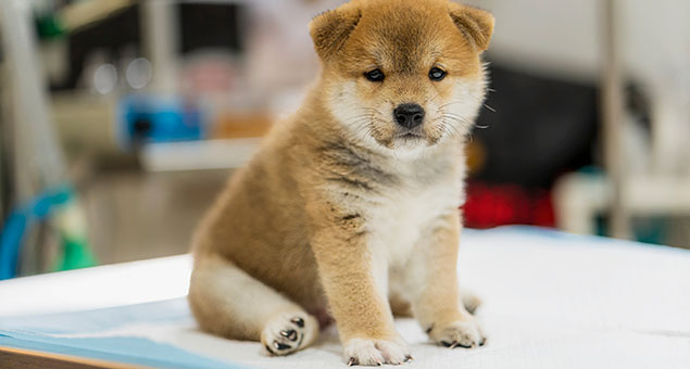 Veterinary,Concept.,Veterinarian,Examining,Puppy,Shiba,Inu,Dog.,Check,The