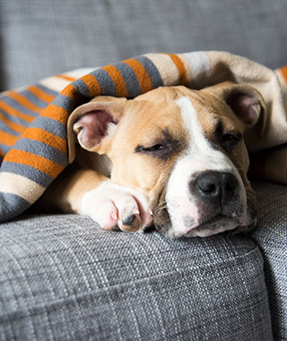 Bulldog,Mix,Puppy,Sleeping,On,Gray,Sofa,At,Home