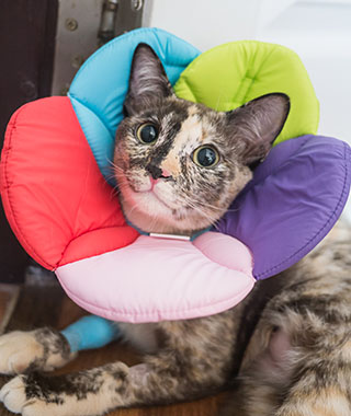 Cat,And,Color,Recovering,Pet,Collar,Flower,Shape
