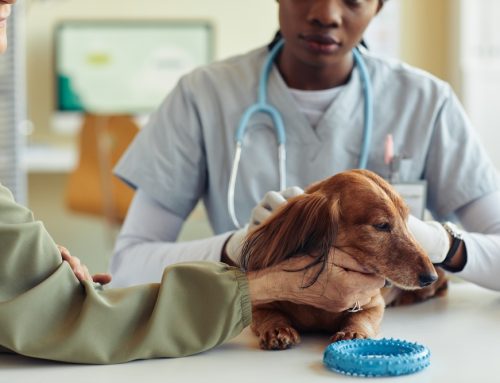 Why Every Pet Needs Regular Wellness Exams