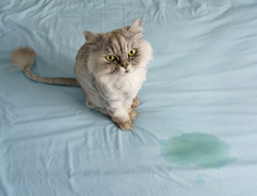 Is Your Pet Feeling the Urge? Understanding & Treating UTIs in Pets