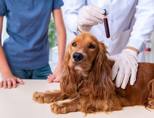 A Deeper Look: What Routine Bloodwork Tells Us About Your Pet