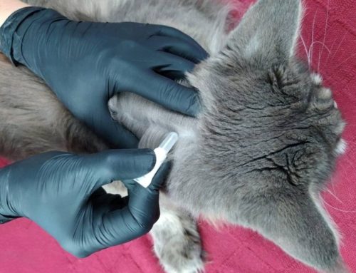 Kitten Care 101: Parasites