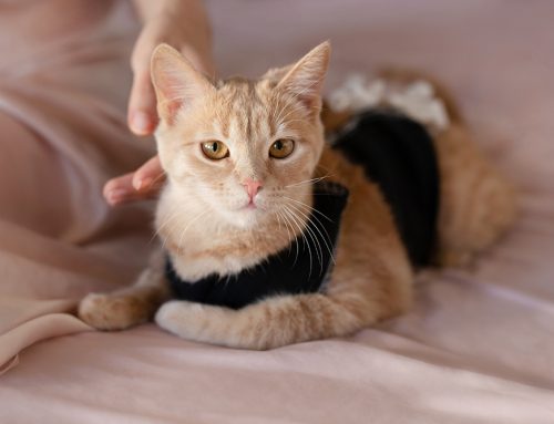 Kitten Care 101: Spay & Neutering