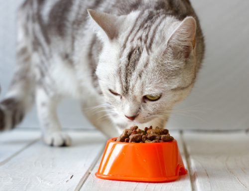 Kitten Care 101: Feeding Your Kitten