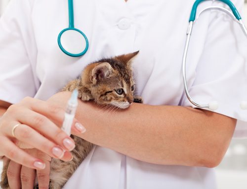 Kitten Care 101: Vaccines