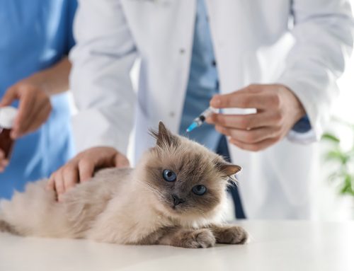 Feline Vaccination and Testing Guidelines