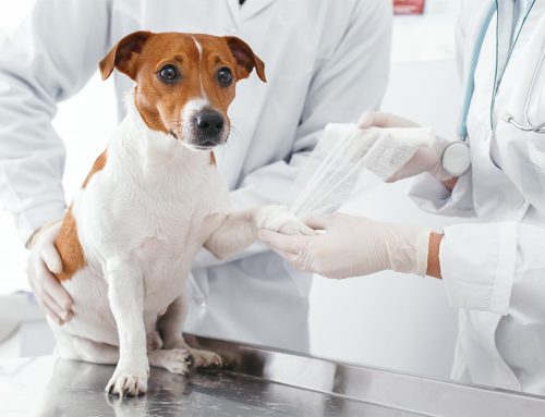 Annual Testing For Dogs