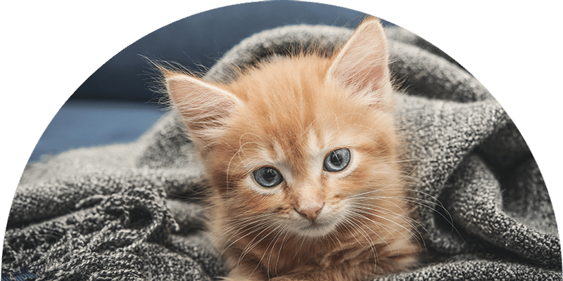A fluffy orange kitten with blue eyes lies on a soft, gray blanket, looking directly at the camera.