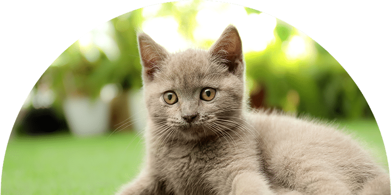 A gray kitten with yellow eyes lies on green grass, looking directly at the camera. The background is blurred with greenery and sunlight.