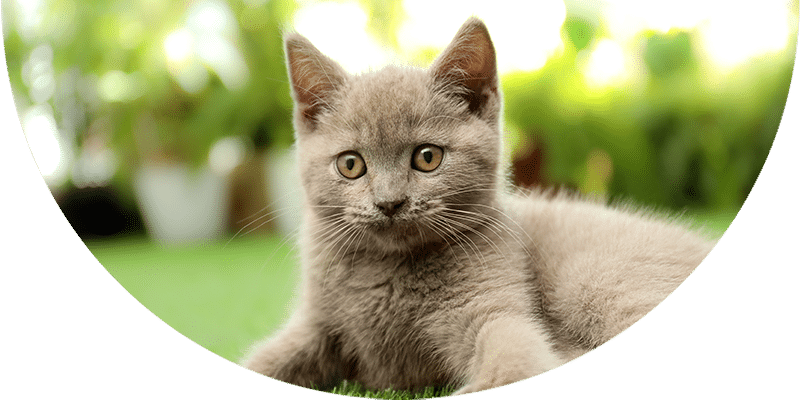 A gray kitten with yellow eyes lies on green grass, looking directly at the camera. The background is blurred with greenery and bright light.