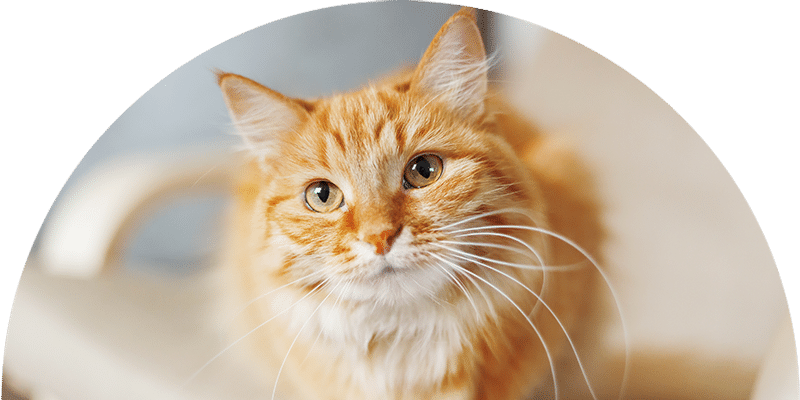 A fluffy orange tabby cat with green eyes looks up, sitting on a beige chair with a soft, blurred background.