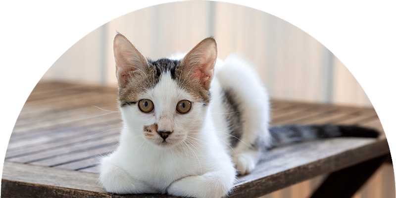 A white and gray kitten with green eyes lies on a wooden table, looking directly at the camera. The background is softly blurred, highlighting the cat’s curious expression.
